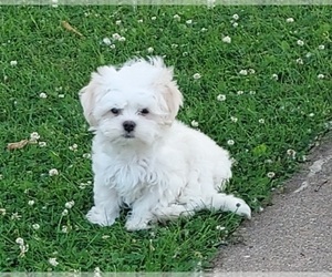 Maltichon Puppy for sale in ALGOMA, WI, USA
