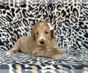 Goldendoodle Puppy for sale in LANCASTER, PA, USA