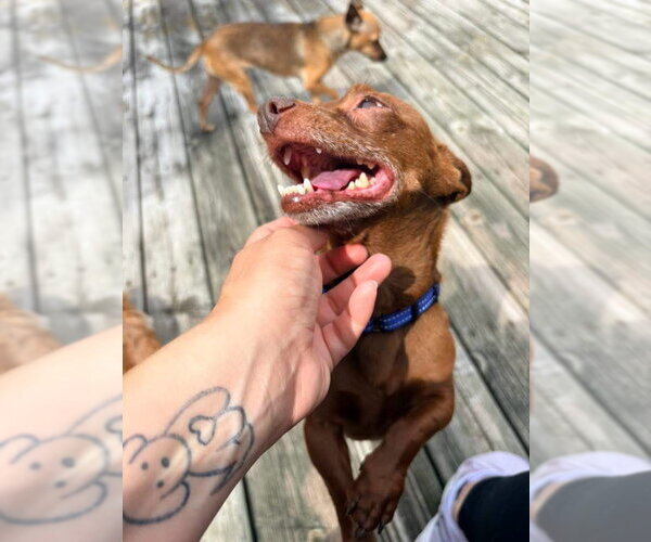 Medium Photo #6 Chiweenie Puppy For Sale in New London, WI, USA