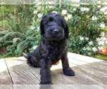 Puppy Grey Miniature Labradoodle
