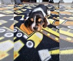 Small Photo #1 Basset Hound Puppy For Sale in SCIPIO, IN, USA