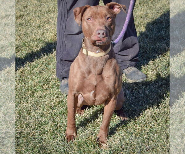 Medium Photo #5 American Staffordshire Terrier-Chocolate Labrador retriever Mix Puppy For Sale in Huntley, IL, USA