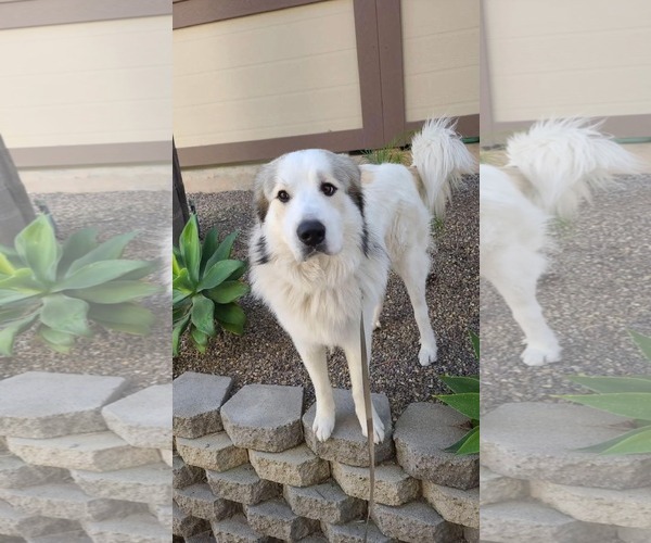 Medium Photo #3 Great Pyrenees Puppy For Sale in Hamilton, MT, USA