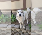 Small #2 Great Pyrenees