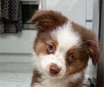 Small #1 Miniature Australian Shepherd