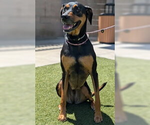 Catahoula Leopard Dog Dogs for adoption in Salinas, CA, USA