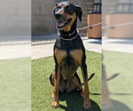 Small Catahoula Leopard Dog