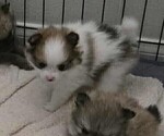 Small #1 Pomeranian