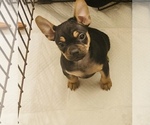 Small Photo #1 Frenchie Pug Puppy For Sale in FILLMORE, CA, USA