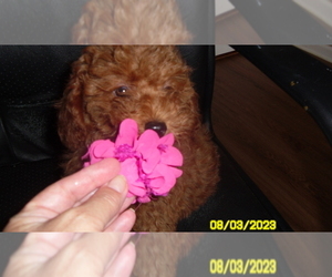 Poodle (Toy) Puppy for sale in DULUTH, GA, USA
