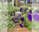 Small #7 Faux Frenchbo Bulldog