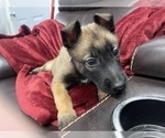 Small Photo #101 Belgian Malinois Puppy For Sale in REESEVILLE, WI, USA