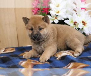 Shiba Inu Puppy for sale in SHILOH, OH, USA
