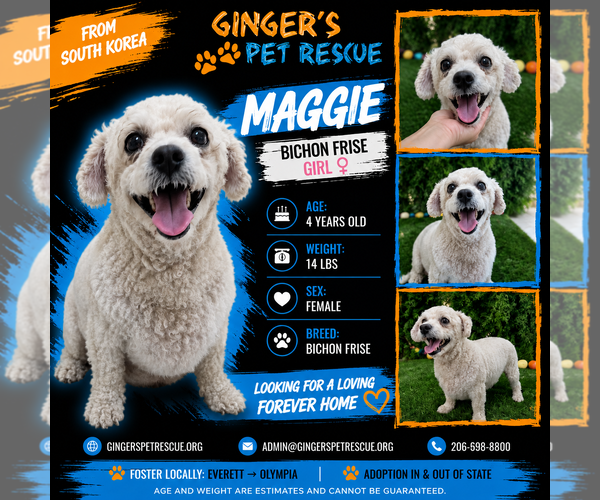 Medium Photo #2 Bichon Frise Puppy For Sale in Seattle, WA, USA