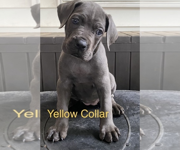 Medium Photo #5 Cane Corso Puppy For Sale in PIKESVILLE, MD, USA