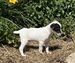 Small #2 Jack Russell Terrier