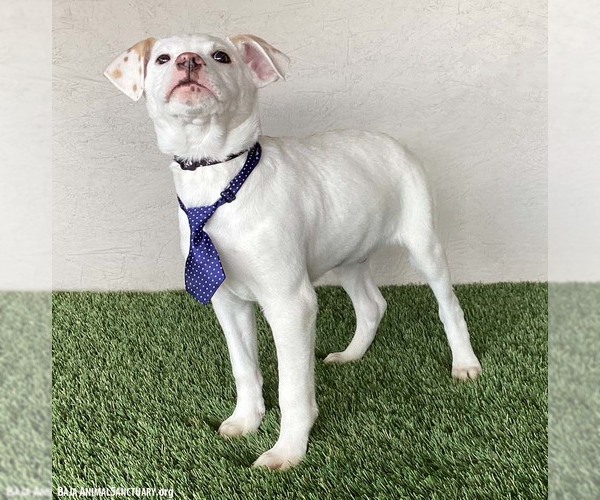 Medium Photo #2 Boxador Puppy For Sale in San Diego, CA, USA