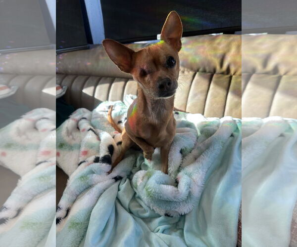 Medium Photo #1 Chihuahua Puppy For Sale in Imperial Beach, CA, USA