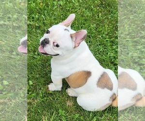 French Bulldog Puppy for sale in APPLETON, WI, USA