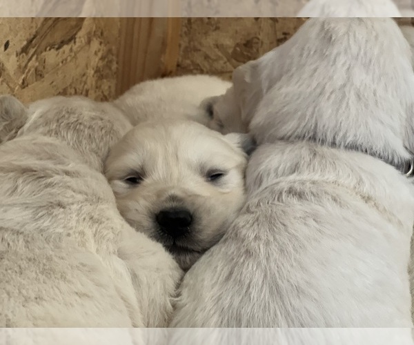Medium Photo #6 English Cream Golden Retriever Puppy For Sale in WHITE SALMON, WA, USA