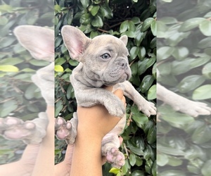 French Bulldog Puppy for sale in LONG BEACH, CA, USA