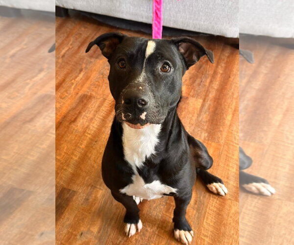 Medium Photo #6 American Pit Bull Terrier-Unknown Mix Puppy For Sale in Oakhurst, NJ, USA