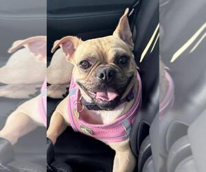 Pug Dogs for adoption in Burbank, CA, USA