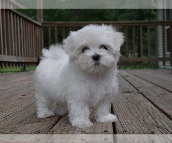 Medium Photo #4 Maltese Puppy For Sale in SALEM, MO, USA