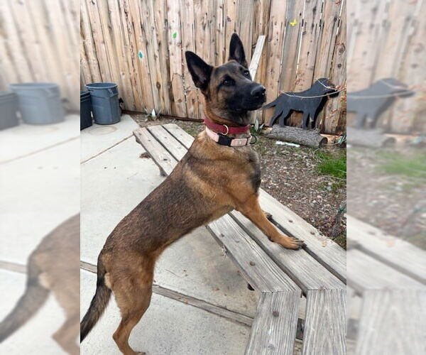 Medium Photo #3 Mutt Puppy For Sale in Imlay City, MI, USA