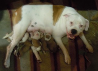 Mother of the American Bulldog puppies born on 08/01/2018