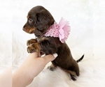 Small #8 Dachshund