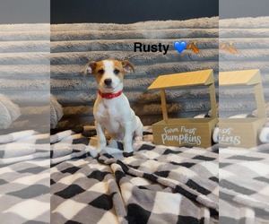 Mutt Dogs for adoption in Turlock, CA, USA
