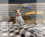 Rusty - Male Mutt Dog for Adoption - Small photo