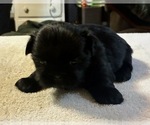Puppy Mitzy Shih Tzu