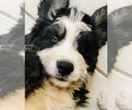 Small Photo #29 Bernedoodle Puppy For Sale in FLEMING ISLAND, FL, USA