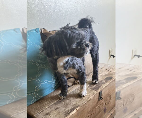 Medium Photo #4 Shih-Poo Puppy For Sale in Dana Point, CA, USA