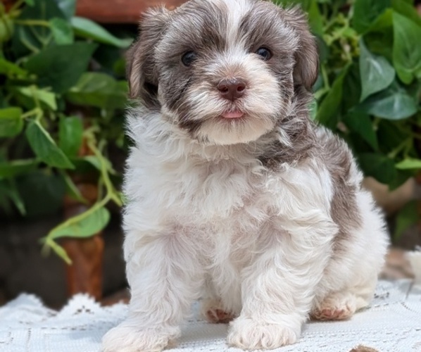 Medium Photo #6 Havanese Puppy For Sale in GOSHEN, IN, USA