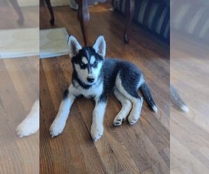 Siberian Husky Puppy for Sale in PIKEVILLE, Tennessee USA