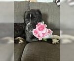 Small Photo #6 Mastiff Puppy For Sale in Germantown, OH, USA