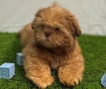 Small #1 Shih Tzu
