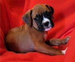 Small #3 Boxer