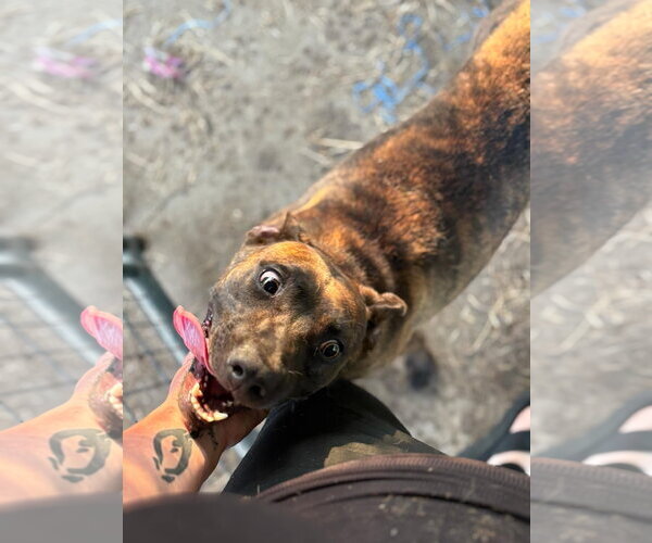 Medium Photo #5 Labrador Retriever-Unknown Mix Puppy For Sale in Farmerville, LA, USA