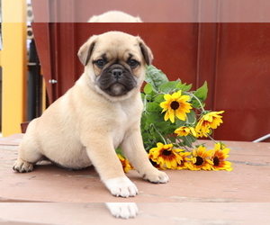 Mutt-Pug Mix Puppy for sale in SHILOH, OH, USA