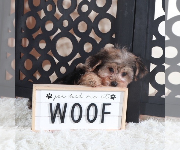 Medium Photo #4 YorkiePoo Puppy For Sale in MOUNT VERNON, OH, USA