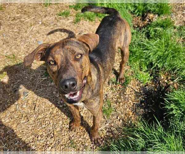 Medium Photo #8 Mountain Cur-Unknown Mix Puppy For Sale in Anniston, AL, USA