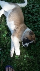 Akita Puppy for sale in GREEN BAY, WI, USA