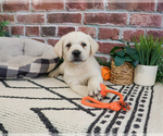 Small #3 Labrador Retriever