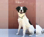 Small #3 Border Collie Mix