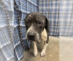 American Bulldog Dogs for adoption in Rosenberg, TX, USA