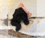 Small Photo #63 Miniature Bernedoodle Puppy For Sale in AUBURNDALE, FL, USA
